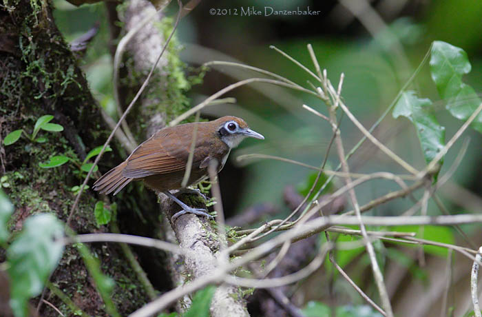 Bicolored Antbird (Gymnopithys leucaspis) photo