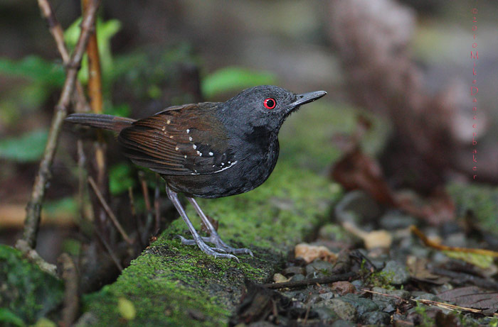Dull-mantled Antbird (Myrmeciza laemosticta) photo