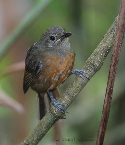 Dusky Antbird (Cercomacra tyrannina) photo