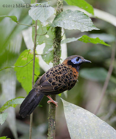 Ocellated Antbird (Phaenostictus mcleannani) photo
