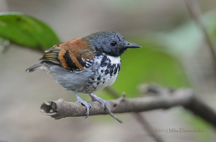 Spotted Antbird (Hylophylax naevioides) photo