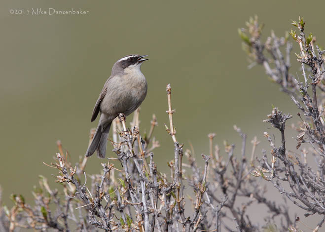 Brown Accentor (Prunella fulvescens) photo