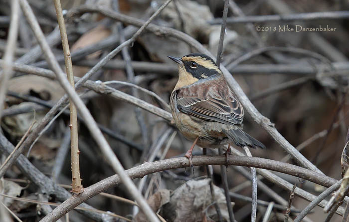 Siberian Accentor (Prunella montanella) photo