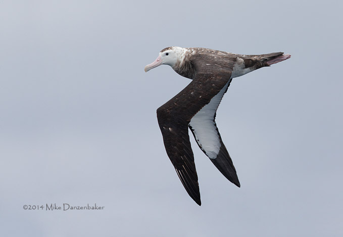 Antipodean Albatross (Diomedea antipodensis) photo