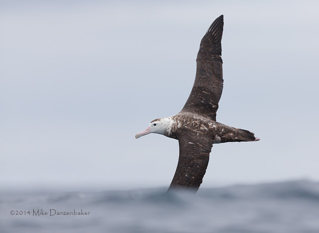 Antipodean Albatross (Diomedea antipodensis) photo