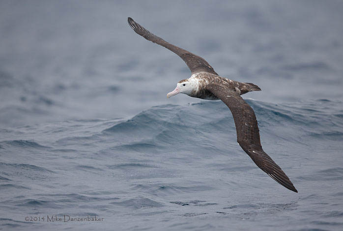 Antipodean Albatross (Diomedea antipodensis) photo