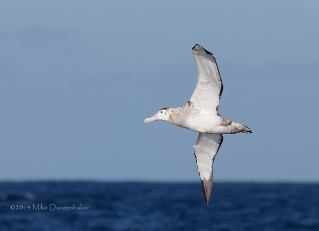 Antipodean Albatross (Diomedea antipodensis) photo