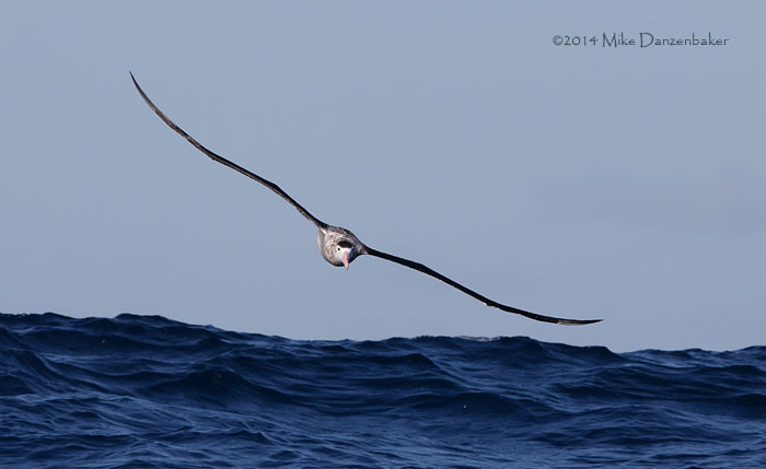 Antipodean Albatross (Diomedea antipodensis) photo