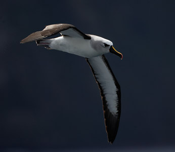 Atlantic Yellow-nosed Albatross (Thalassarche chlororhynchos) photo