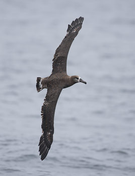 Black-footed Albatross (Phoebastria nigripes) photo