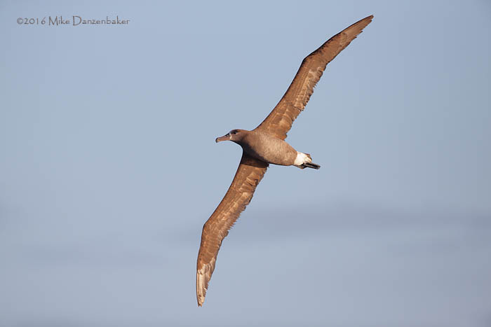 Black-footed Albatross (Phoebastria nigripes) photo