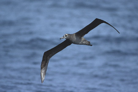 Black-footed Albatross (Phoebastria nigripes) photo image