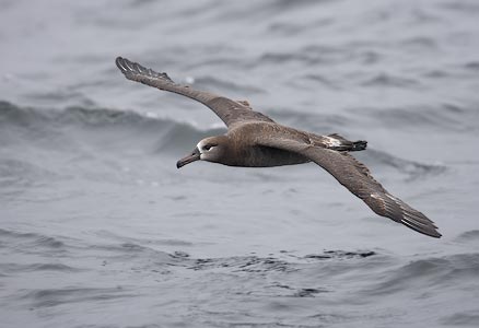 Black-footed Albatross (Phoebastria nigripes) photo