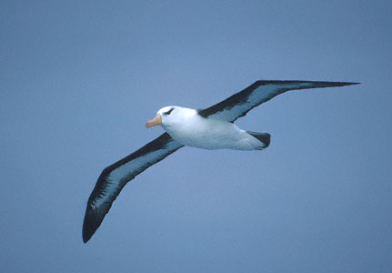 Black-browed Albatross (Thalassarche melanophris) photo image