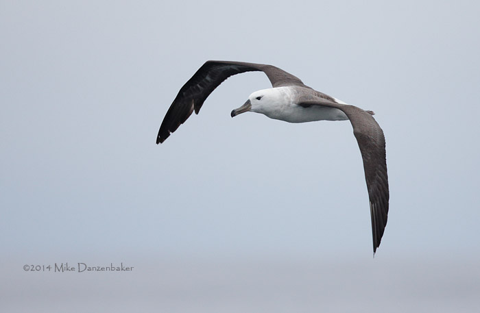 Black-browed Albatross (Thalassarche melanophris) photo