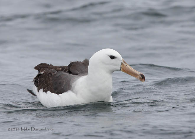 Black-browed Albatross (Thalassarche melanophris) photo