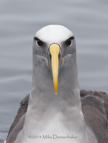 Buller's Albatross (Thalassarche bulleri) photo