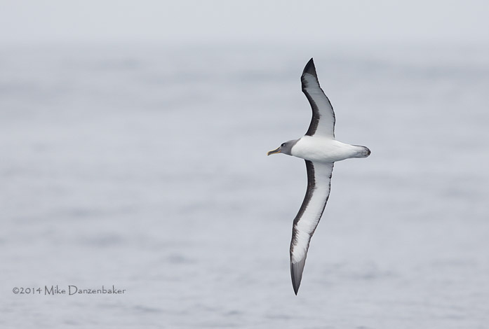 Buller's Albatross (Thalassarche bulleri) photo