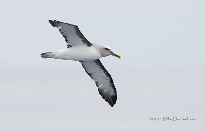 Buller's Albatross (Thalassarche bulleri) photo
