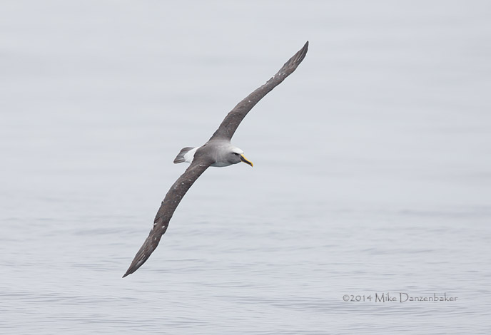 Buller's Albatross (Thalassarche bulleri) photo