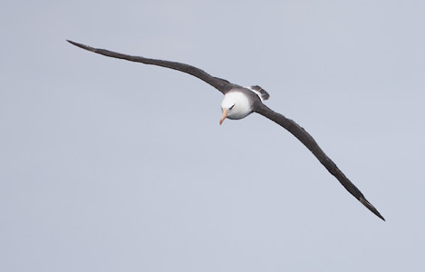 Campbell Island (Black-browed) Albatross (Thalassarche melanophris impavida) photo