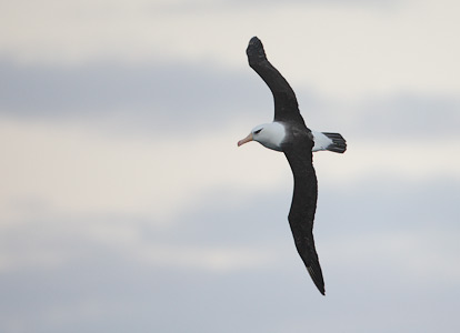 Campbell Island (Black-browed) Albatross (Thalassarche melanophris impavida) photo