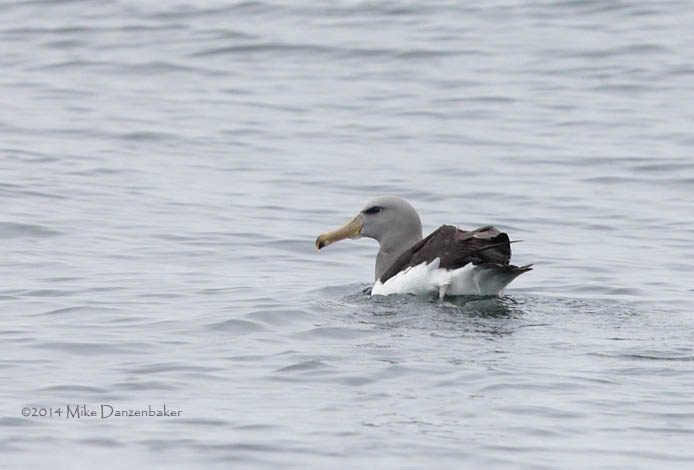 Chatham Albatross (Thalassarche eremita) photo