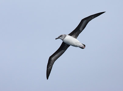 Gray-headed Albatross (Thalassarche chrysostoma) photo