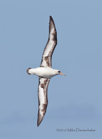 Laysan Albatross (Phoebastria immutabilis) photo