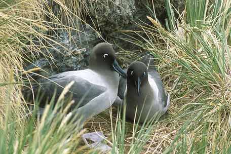 Light-mantled Albatross (Phoebetria palpebrata) photo image