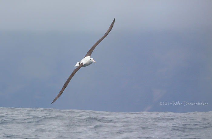 Northern Royal Albatross (Diomedea sanfordi) photo