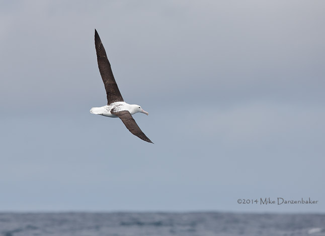 Northern Royal Albatross (Diomedea sanfordi) photo