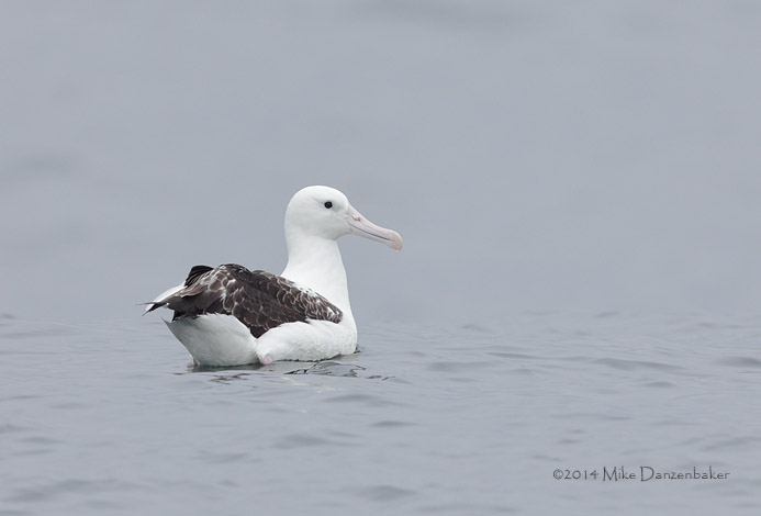 Northern Royal Albatross (Diomedea sanfordi) photo
