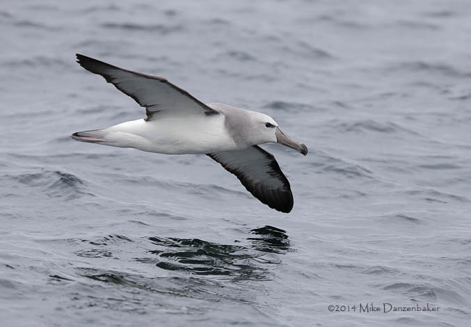 Salvin's Albatross (Thalassarche salvini) photo