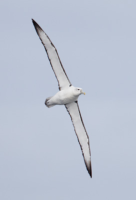Shy Albatross (Thalassarche cauta) photo