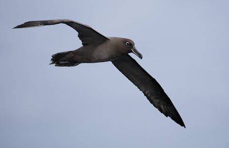 Sooty Albatross (Phoebetria fusca) photo