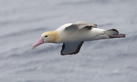 Short-tailed (Steller's) Albatross (Phoebastria albatrus) photo