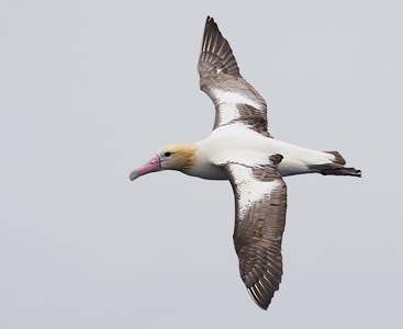 Short-tailed (Steller's) Albatross (Phoebastria albatrus) photo