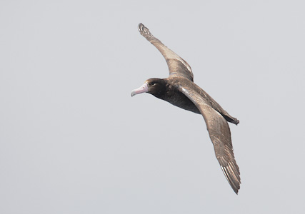 Short-tailed (Steller's) Albatross (Phoebastria albatrus) photo