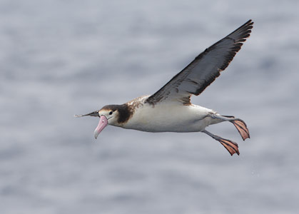 Short-tailed (Steller's) Albatross (Phoebastria albatrus) photo