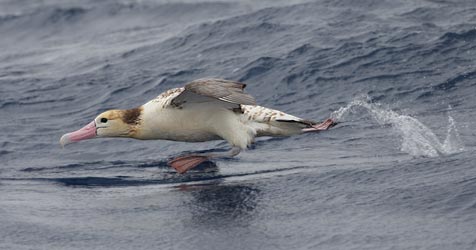 Short-tailed (Steller's) Albatross (Phoebastria albatrus) photo