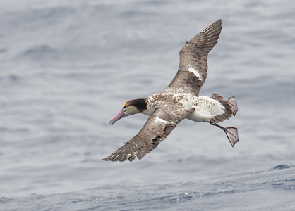 Short-tailed (Steller's) Albatross (Phoebastria albatrus) photo