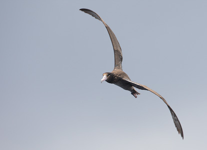 Short-tailed (Steller's) Albatross (Phoebastria albatrus) photo