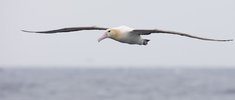 Short-tailed (Steller's) Albatross (Phoebastria albatrus) photo