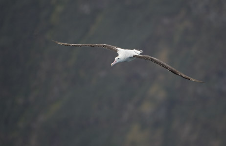 (Tristan) Wandering Albatross (Diomedea (exulans) dabbenena) photo