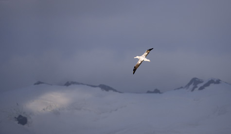 Wandering Albatross (Diomedea exulans) photo