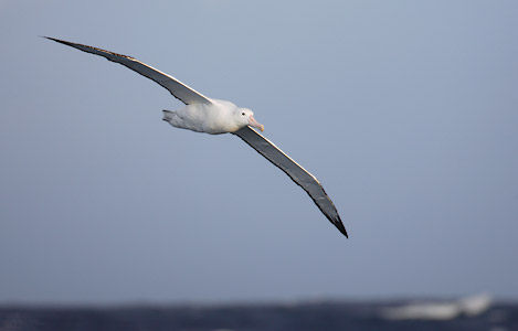 Wandering Albatross (Diomedea exulans) photo