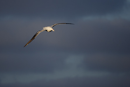 Wandering Albatross (Diomedea exulans) photo