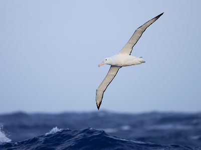 Wandering Albatross (Diomedea exulans) photo