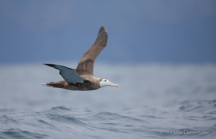 Wandering Albatross (Diomedea exulans) photo